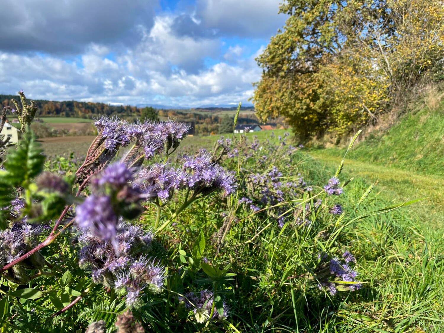 Couleurs d’automne près de Vuillens