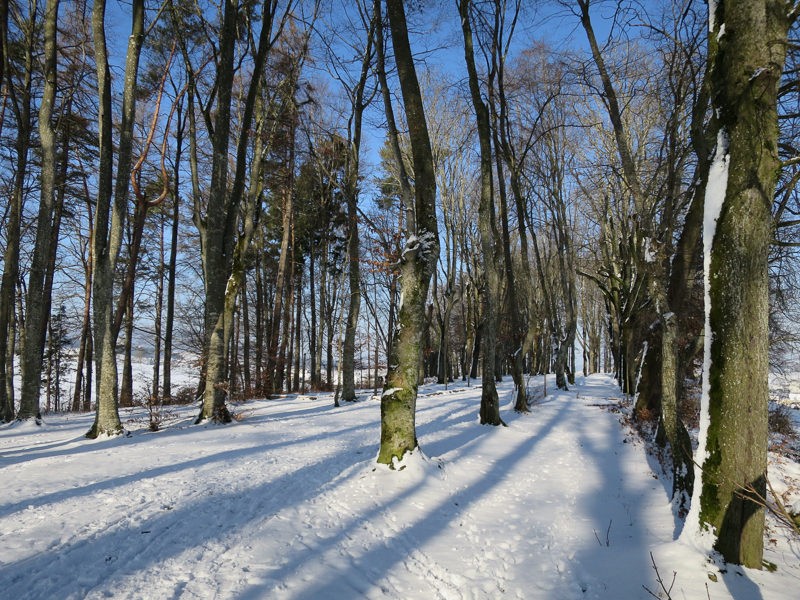 Des rangées d’arbres rectilignes tracent le plan de la «cathédrale forestière». Photo: Andreas Staeger