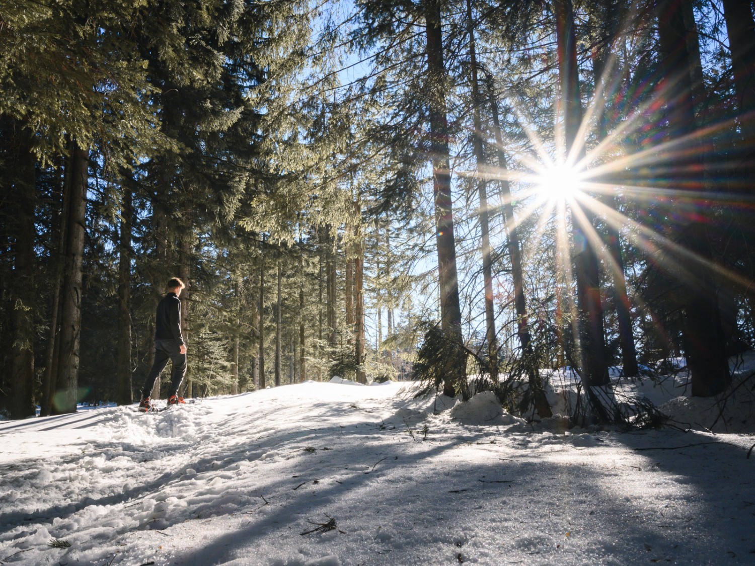 Dans les bois peu après Bruggerenwald. Photo: Jon Guler