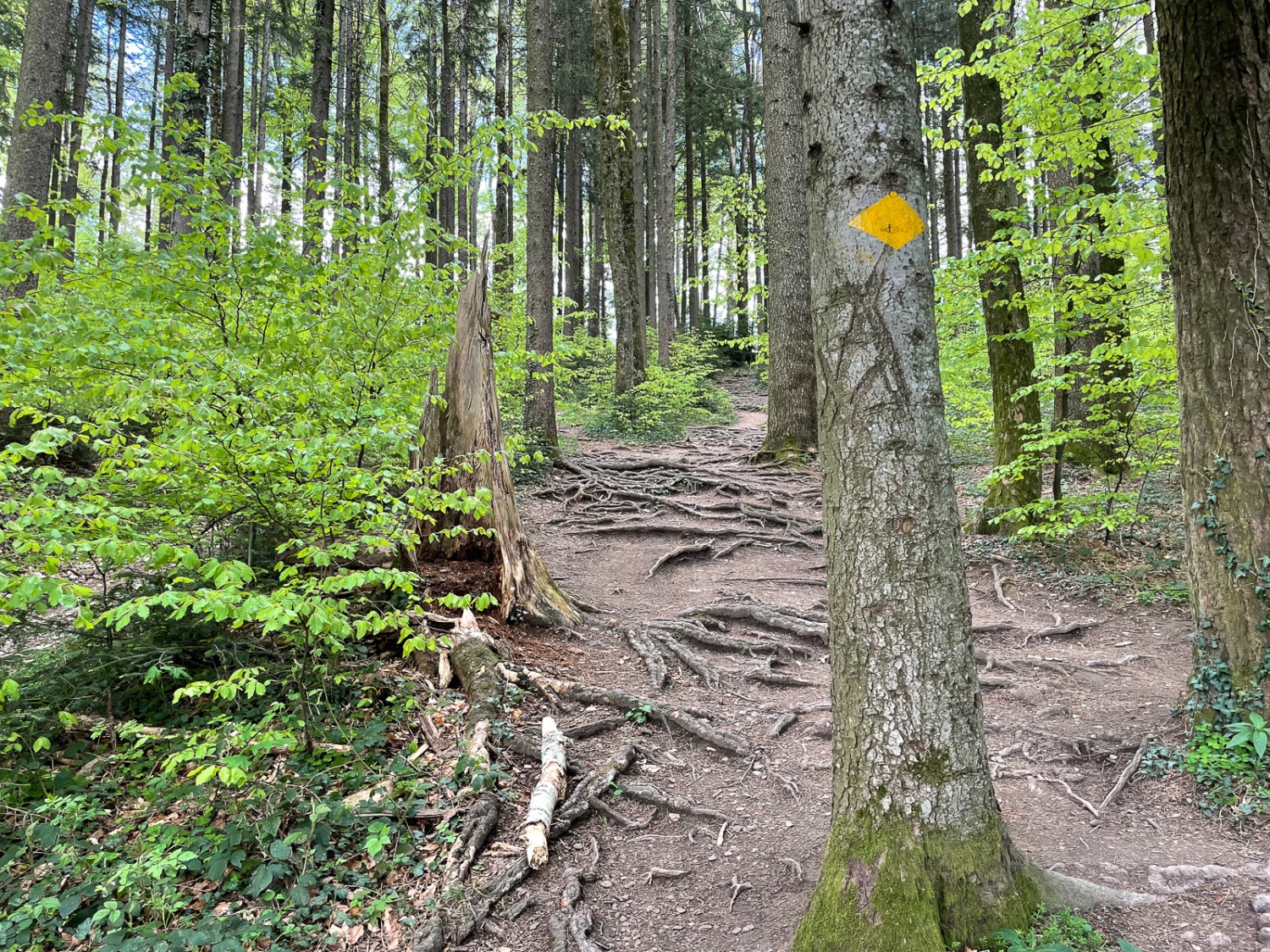 Un chemin de randonnée romantique entre les arbres. Il suffit de marcher sur la gauche pour éviter les racines. Photo: Vera In-Albon