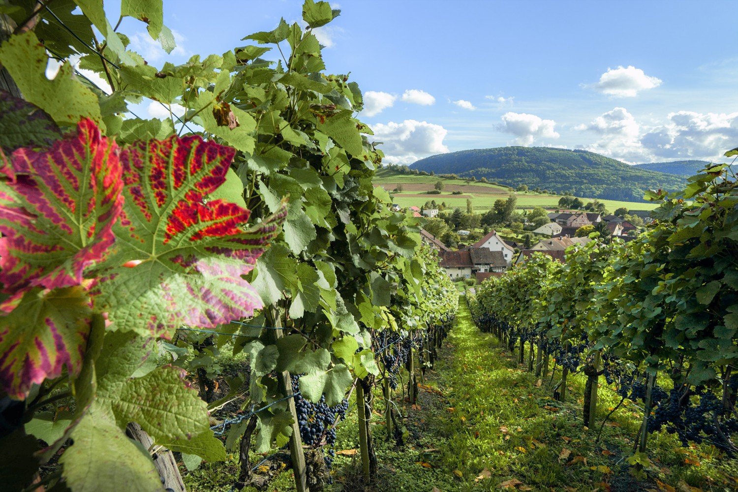 De belles vues sur les vignes et les villages vignerons. Photo: Schweiz Tourismus - Bafu