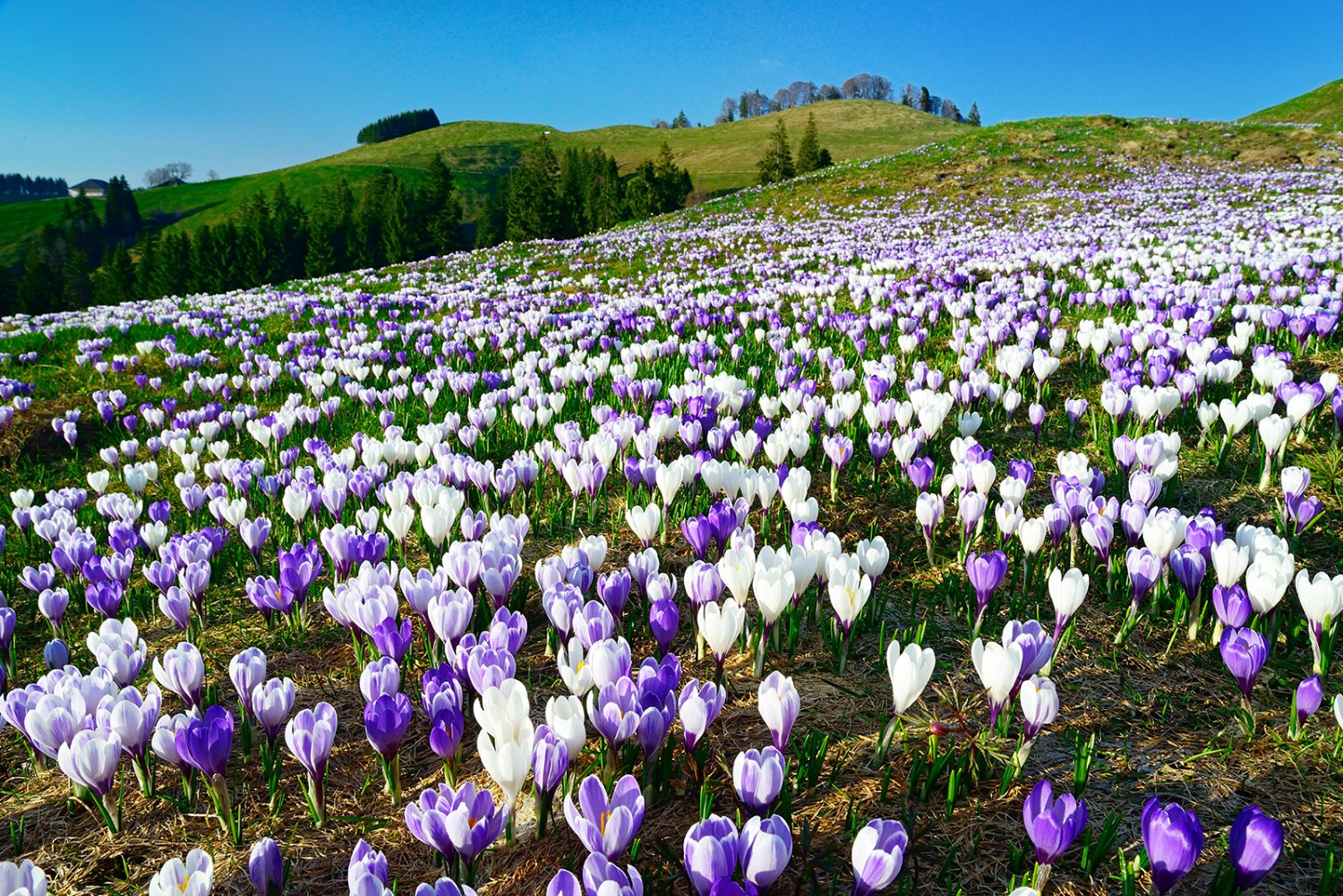 Une mer de crocus au Rämisgummehoger.
Photos: natur-welten.ch