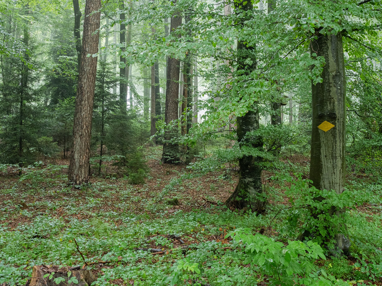 En surface, le réseau de chemins de randonnée traverse la forêt mixte et de rapport de Grauholz. Sous la terre s’étend le réseau des champignons.