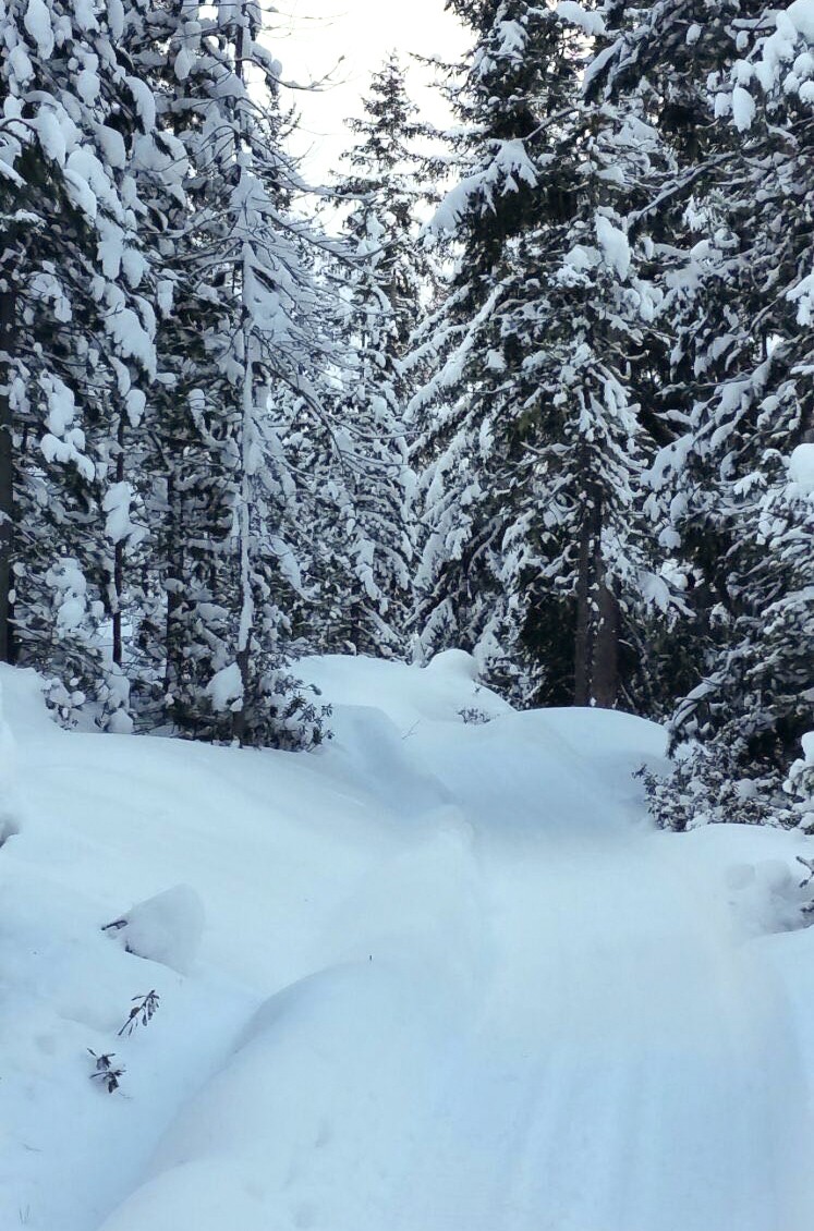 A Grächen, plusieurs chemins suivent des bisses. Photo: màd