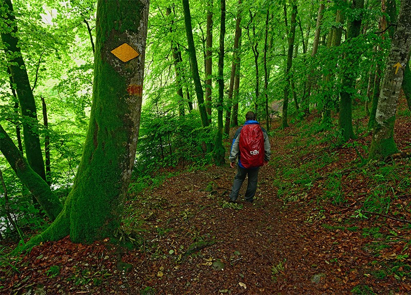 Par temps de pluie, la forêt printanière protège le randonneur.