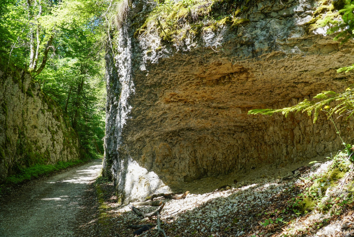Un chemin creux: peu après Courchavon, on monte à travers la forêt. Photo: Mia Hofmann