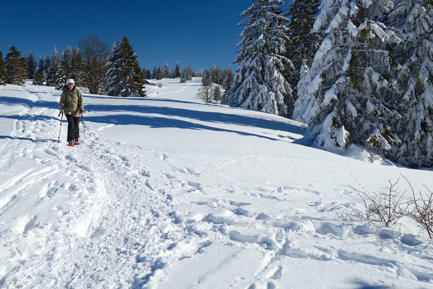 Une forêt clairsemée borde le chemin de la crête. Photos: natur-welten.ch