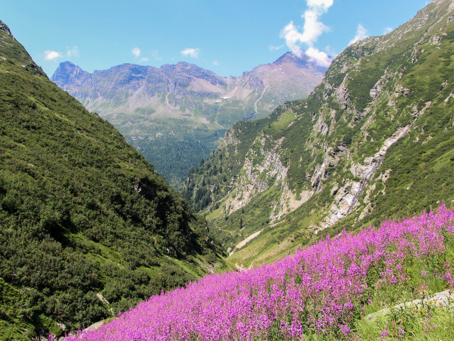Près de l’alpage d’Alögna, le paysage rappelle les montagnes Rocheuses. Photo: Alexandra Blatter