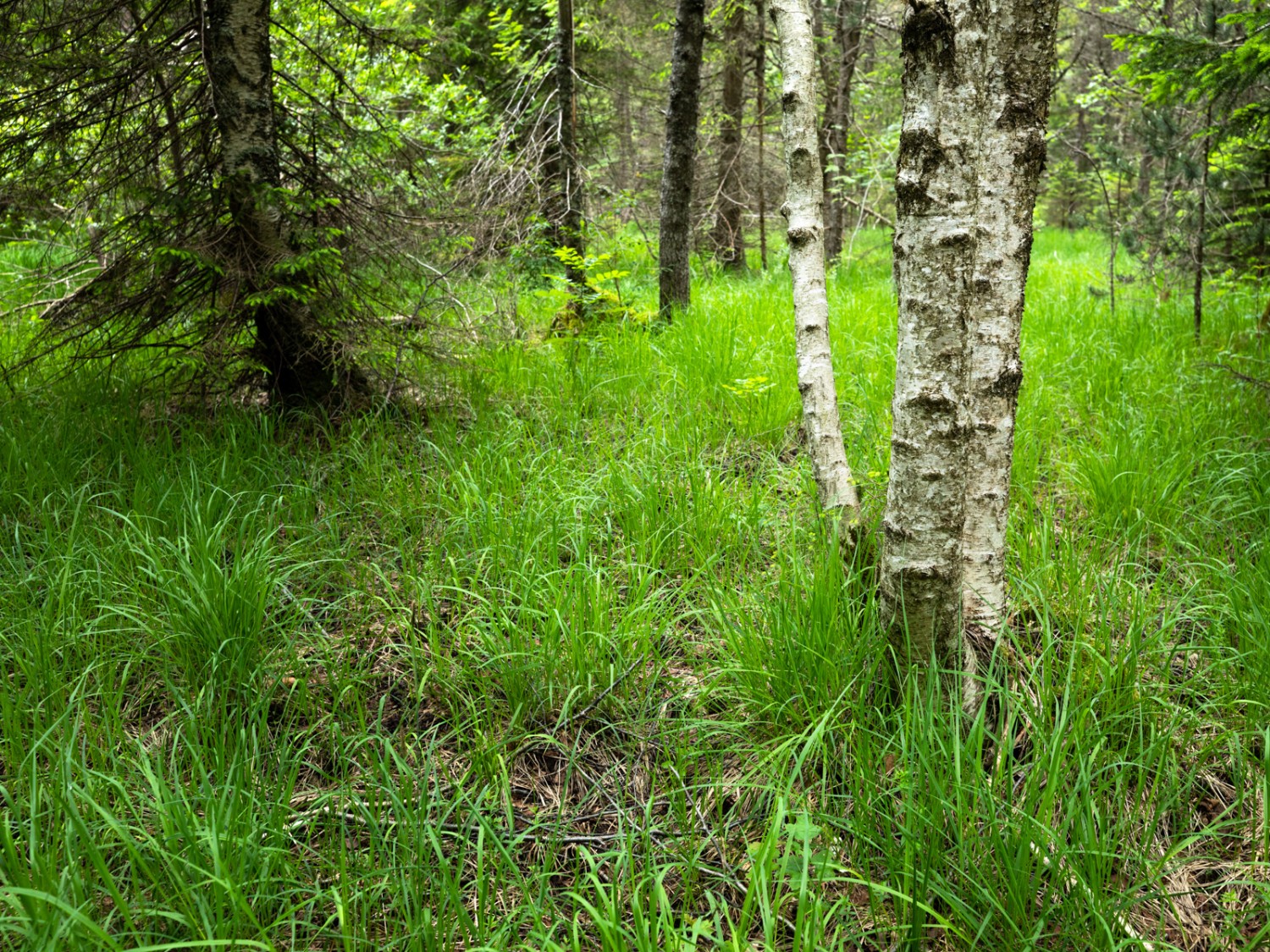 Bouleaux et lacs. On se croit presque dans le Grand Nord. Photo: Severin Nowacki