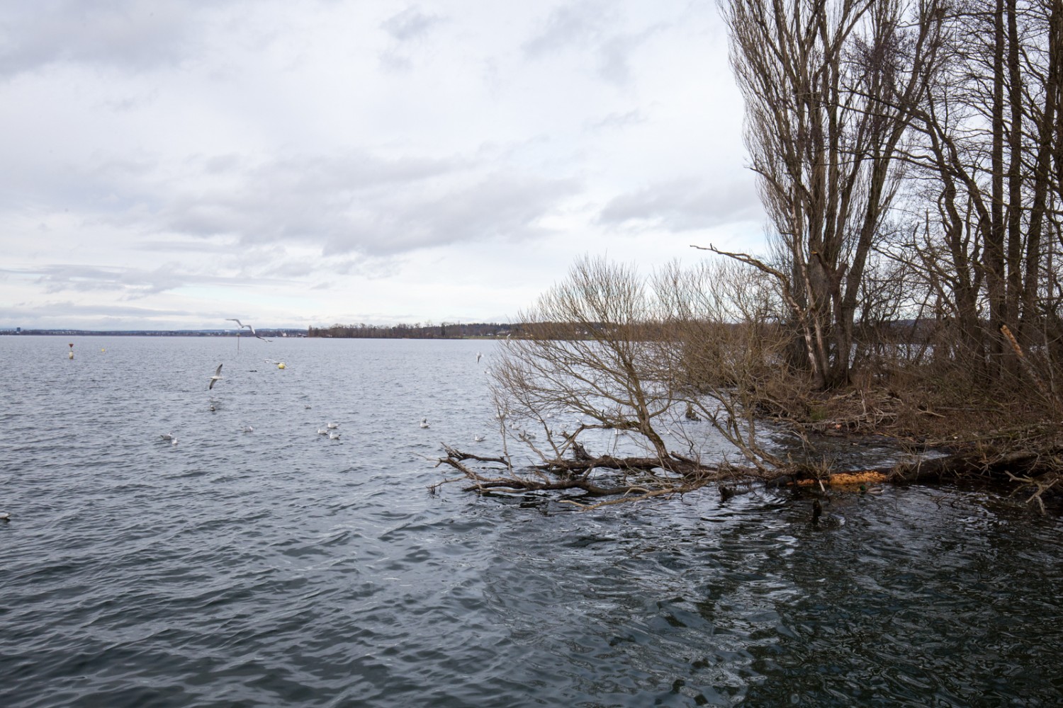 Beaucoup de canards peuvent être observés sur l’eau à Aaspitz. Photo: Daniel Fleuti