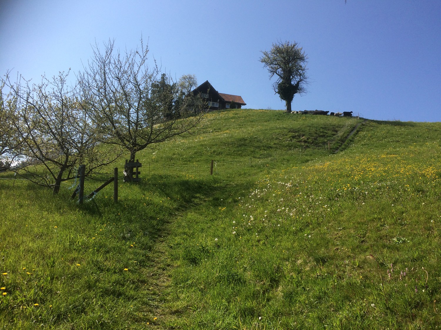 Randonner dans les paysages vallonnés du canton d’Appenzell Rhodes-Extérieures.