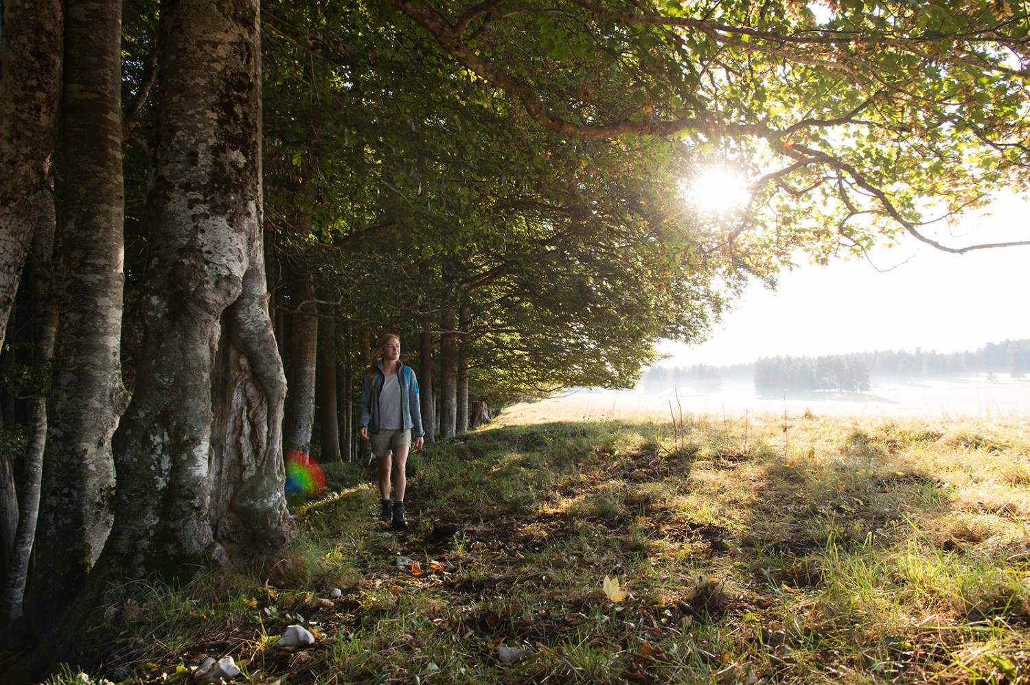 Lumière du matin dans les Franches-Montagnes. Photo: Raja Läubli
