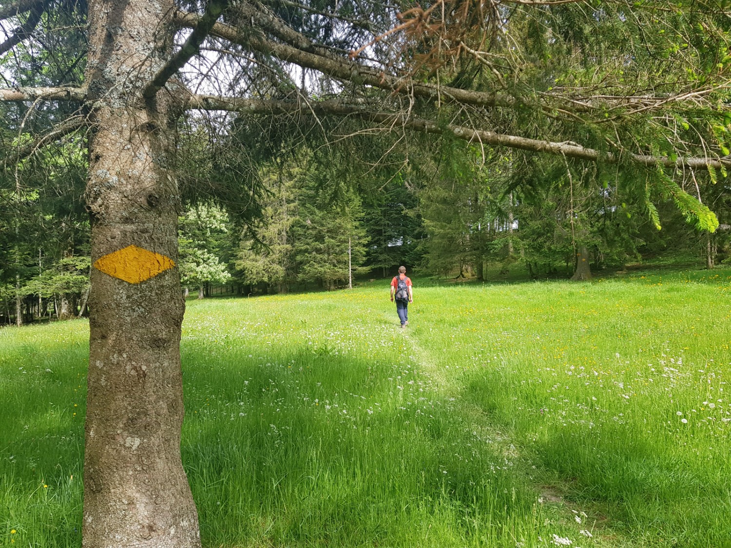 Jura typique, prairies et forêts éparses.