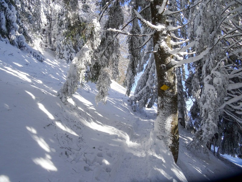 Un passage sous les branches. (Photo: Vera In-Albon)