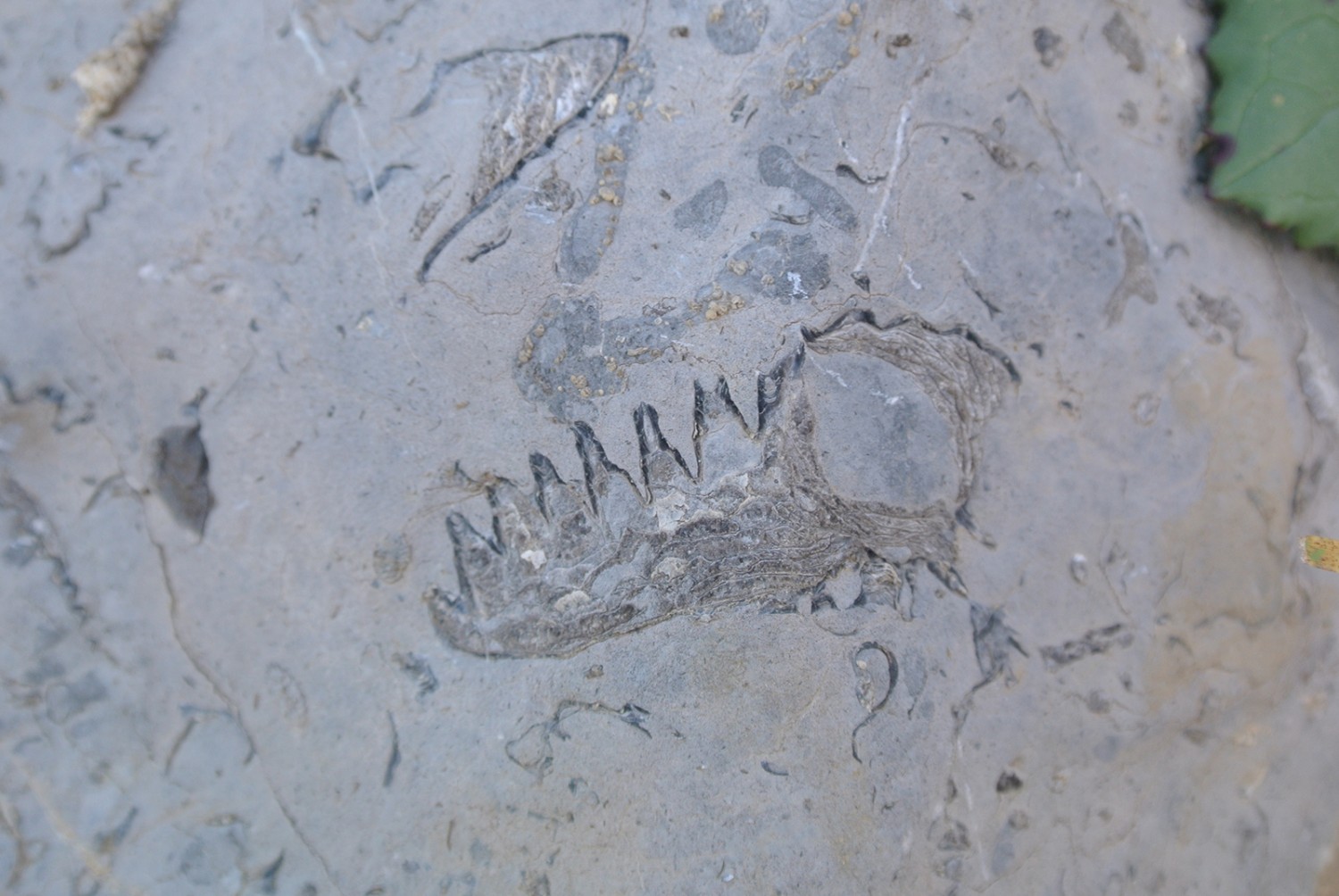 Un fossile aperçu chemin faisant.  Photo: Rémy Kappeler