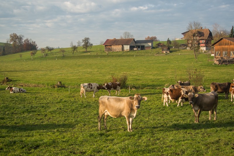 Bon après-midi ! Photo: Vera In-Albon