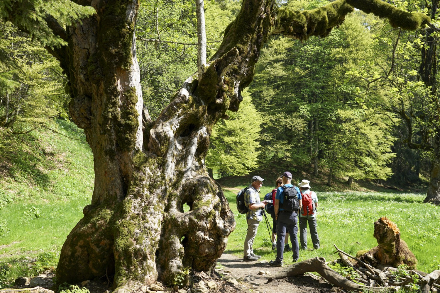 Alter Bergahorn bei Pré aux Auges. Bild: Reto Wissmann