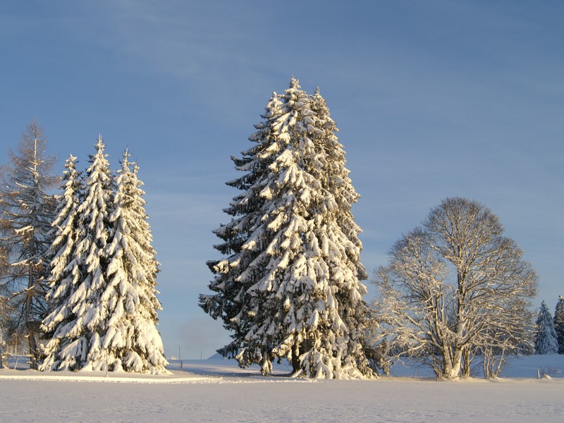 De grands sapins et, au-dessus, un ciel infini. Photo: Jura Tourisme