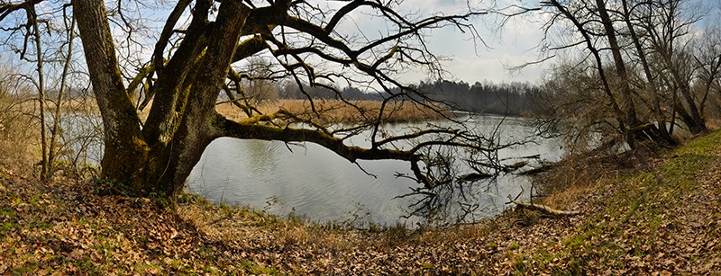 Le Gippinger Grien est une mosaïque d'étangs, de zones humides et de plantations de saules dans laquelle d’innombrables oiseaux y trouvent des conditions d’existence idéales. Photo: Heinz Staffelbach