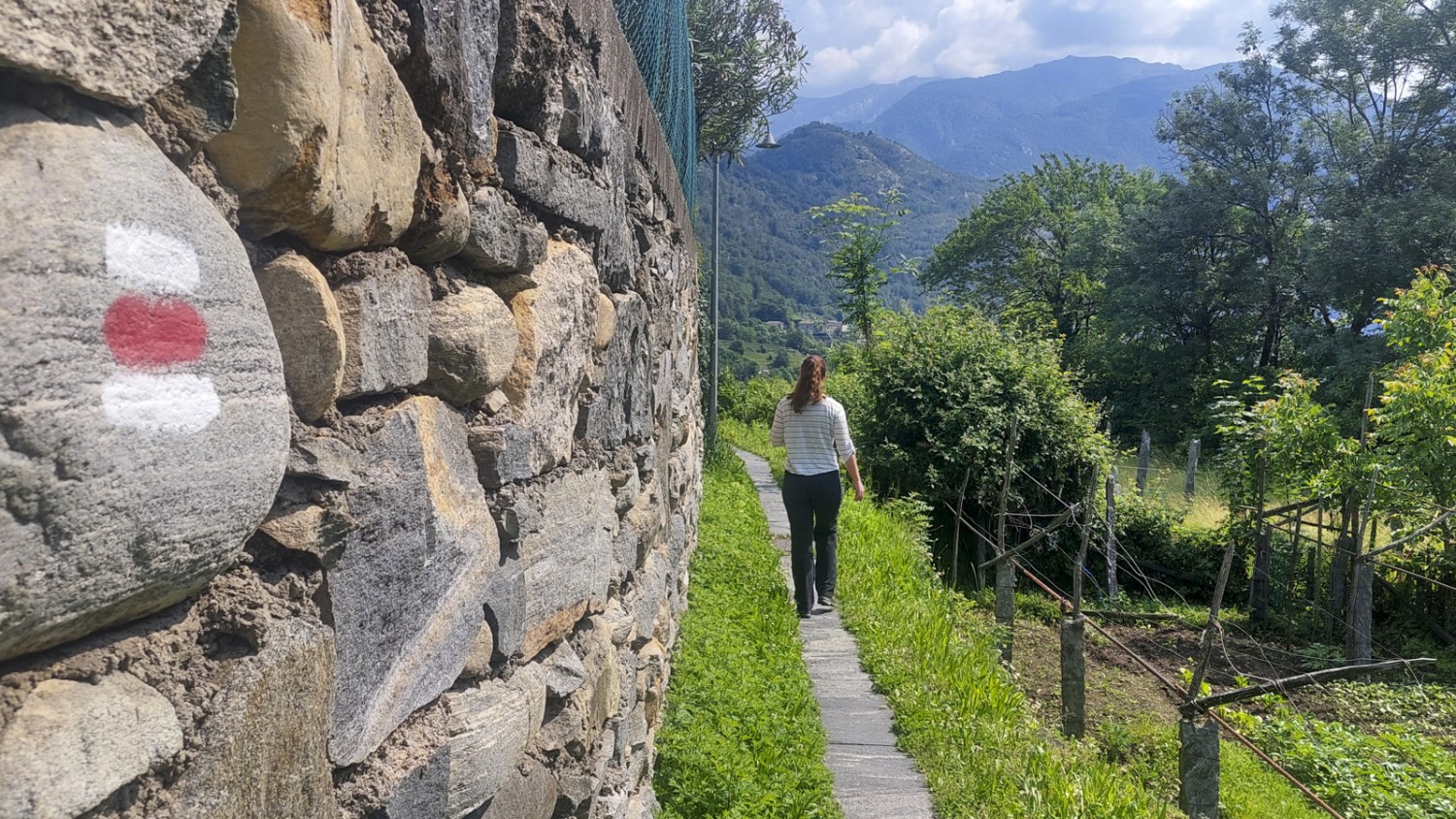 De la gare d’Intragna, le chemin descend vers la rivière à travers des vignobles. Photo: Tatjana Häuselmann