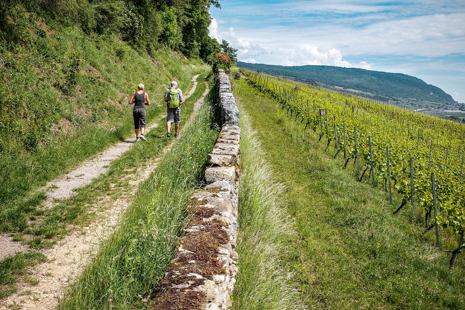 Entre Cornaux et Cressier, le chemin longe les vignes. Photos: Mike Sommer
