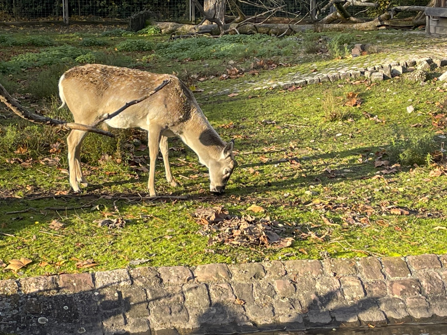La visite du parc zoologique Lange Erlen est le point d’orgue de cette randonnée familiale. Photo: Rémy Kappeler