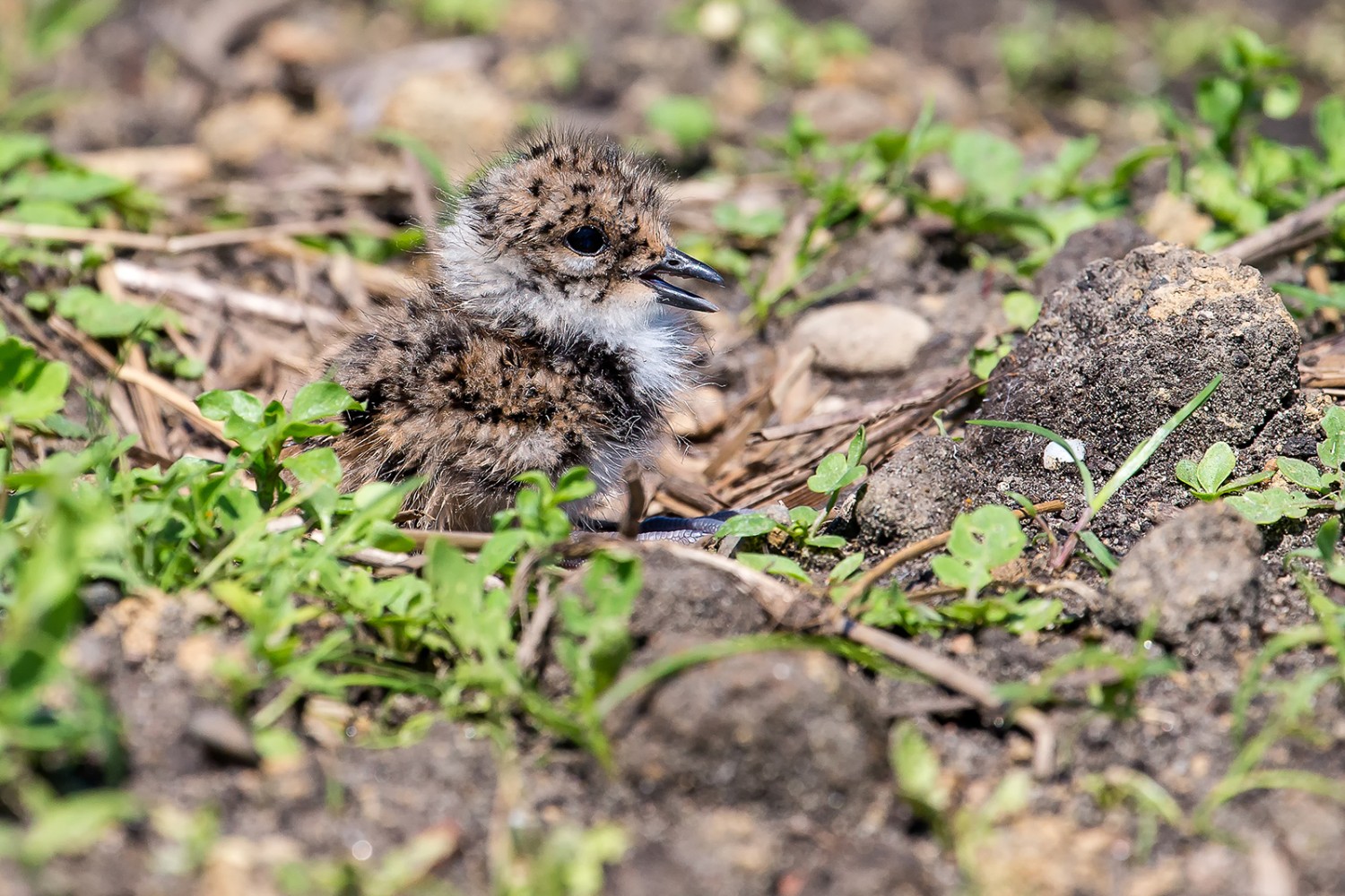 Mit etwas Glück kann man junge Kiebitze beobachten. Bild: Vogelwarte