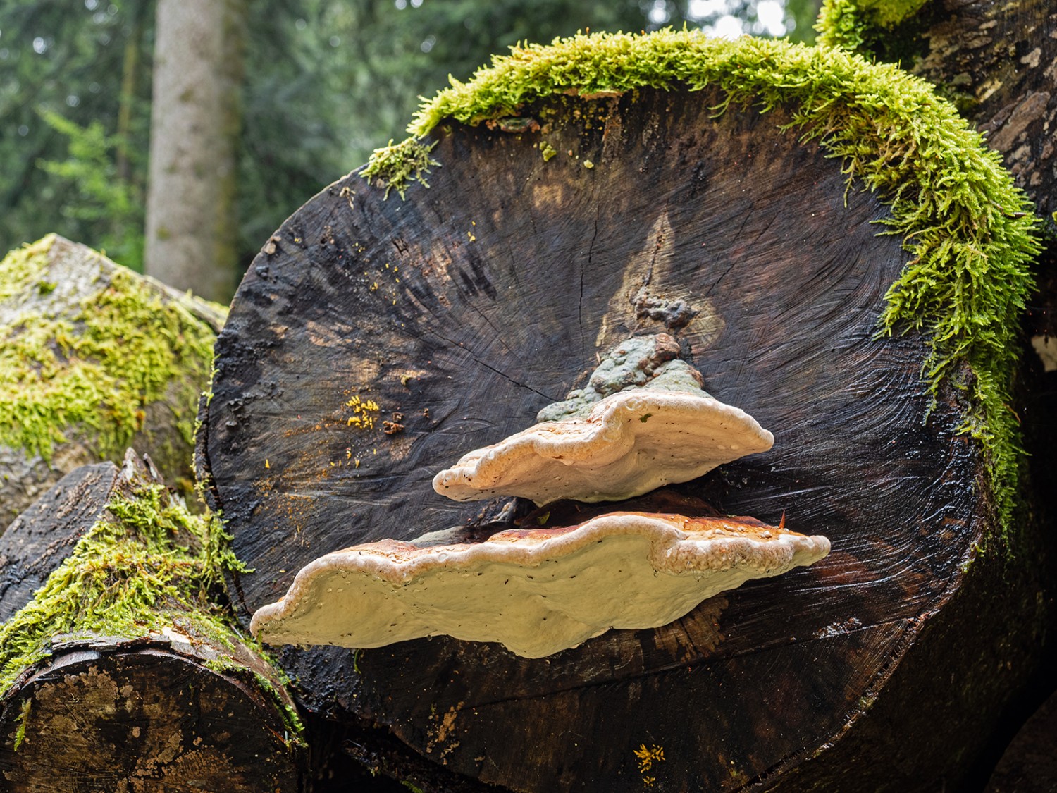Les champignons transforment le vieux bois en un sol fertile.