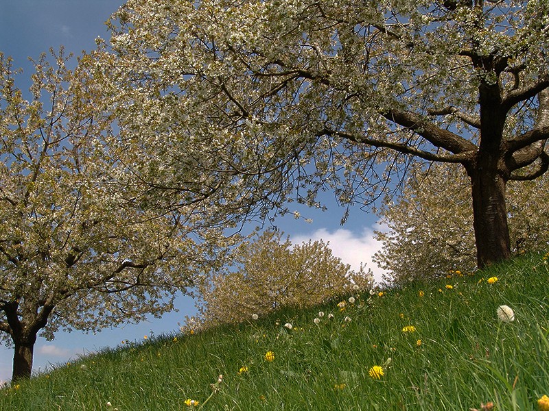 Un plaisir pour les sens: cerisiers en fleurs sur le Walchwilerberg. Photos: IG Zuger Chriesi, Ueli Kleeb