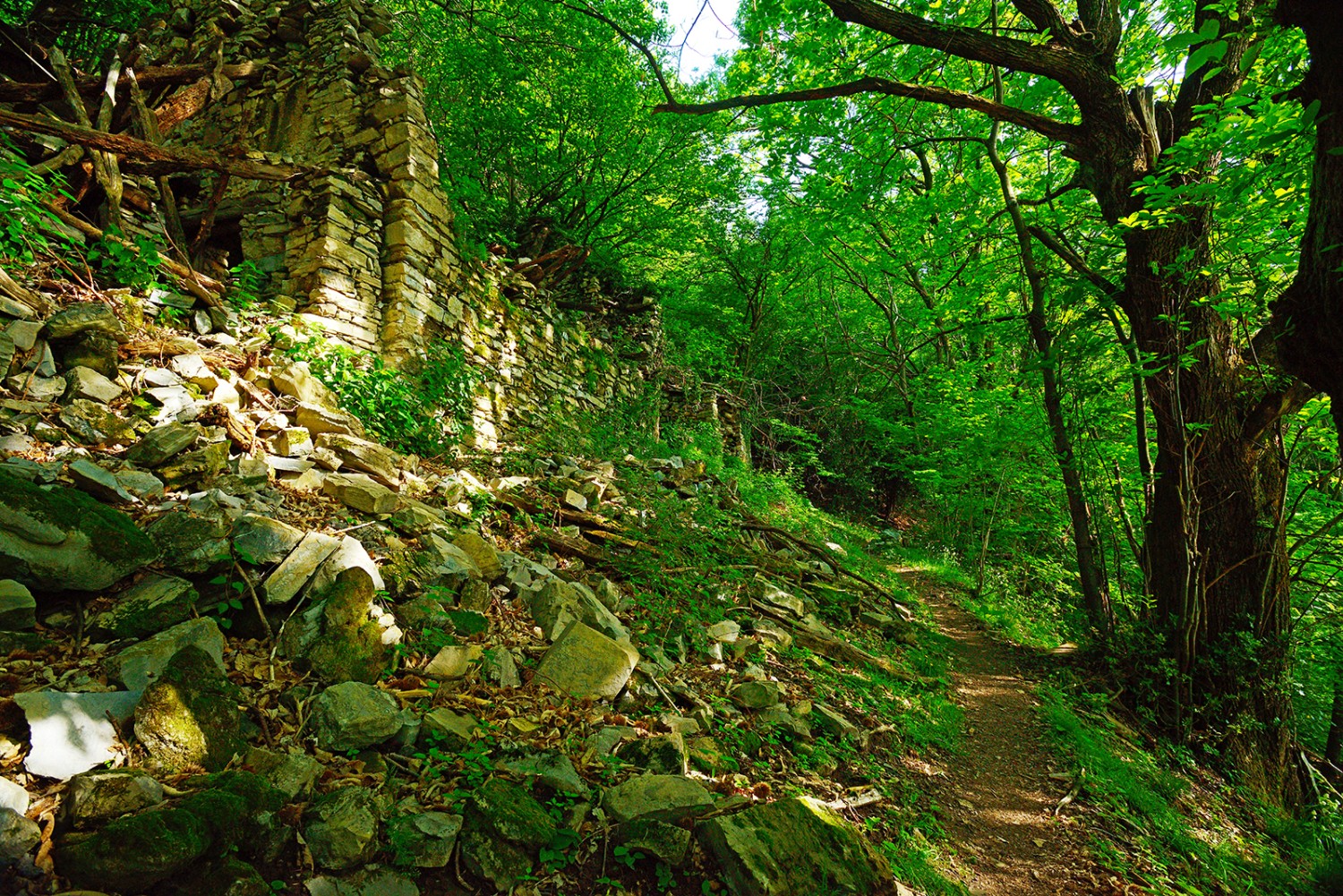 Salita al Sasso Gordona. Dove una volta c’erano gli alpeggi, ora c’è un fitto bosco.