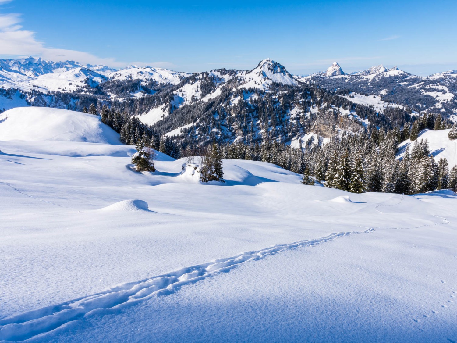 Les animaux laissent eux aussi leurs empreintes dans la neige profonde. À l’arrière-plan, les sommets du Mythen. Photo: Franz Ulrich