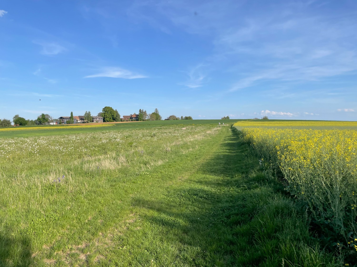 Le chemin de randonnée pédestre est également un sentier de prairie. Photo: Vera In-Albon