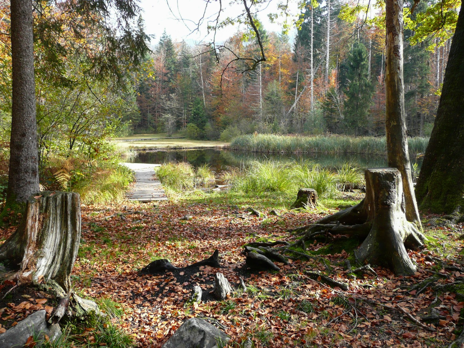 Spectacle de couleurs: le Gerzenseeli dans son manteau d’automne. Photo: canton d’Obwald