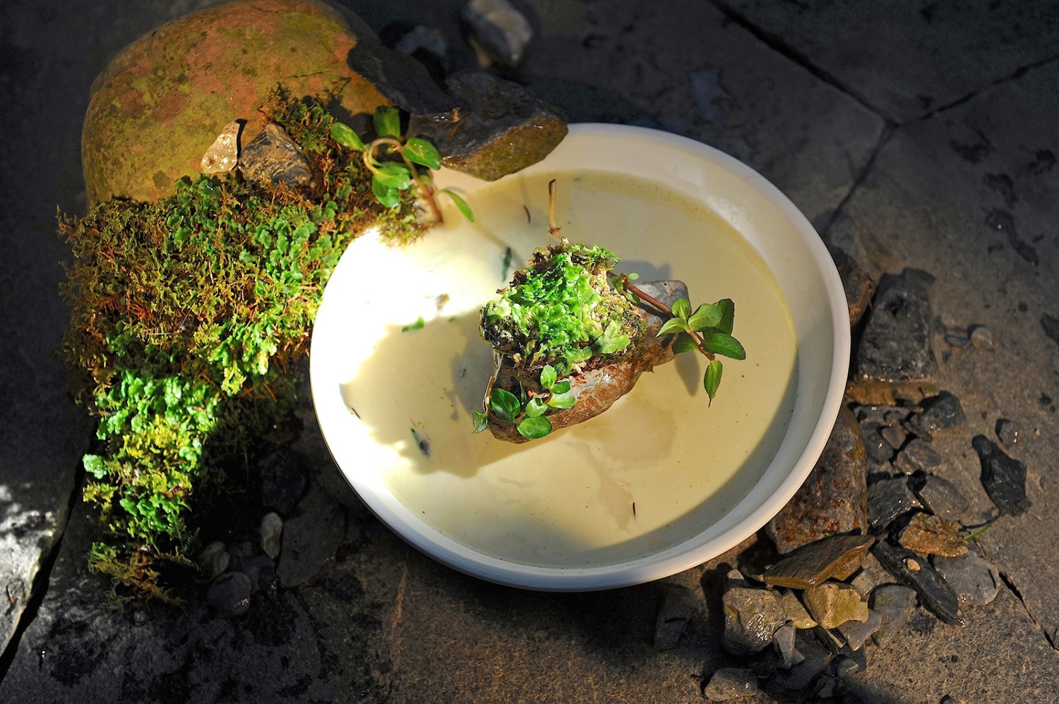 La «Steinsuppe» a l'air délicieuse.