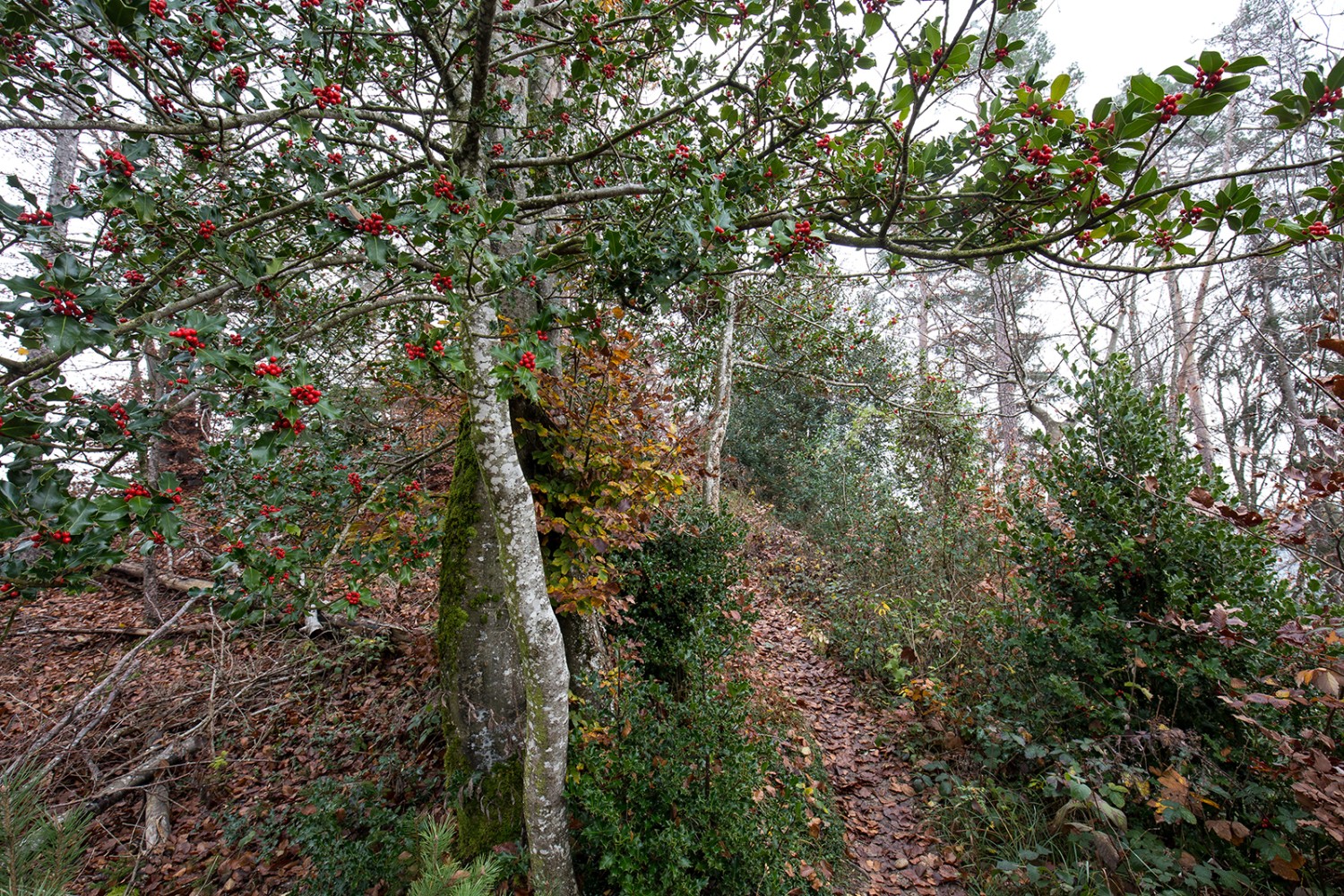 La crête qui parcourt le Taneggerbärg ouvre la marche. Une forêt sauvage à l’état pur où, de temps à autre, la vue porte au loin sur le «Tannzapfenland», ou «pays des pives», comme on appelle ici la Thurgovie.