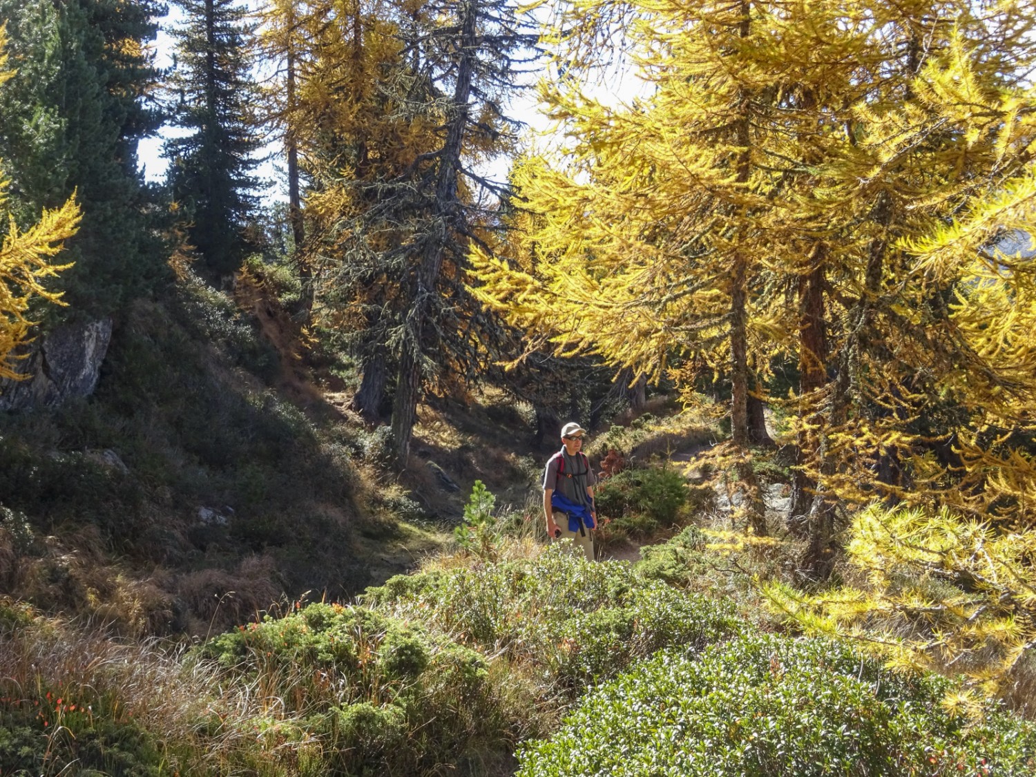 La forêt d'Aletsch est d'une beauté féerique en automne. Photo : Sabine Joss