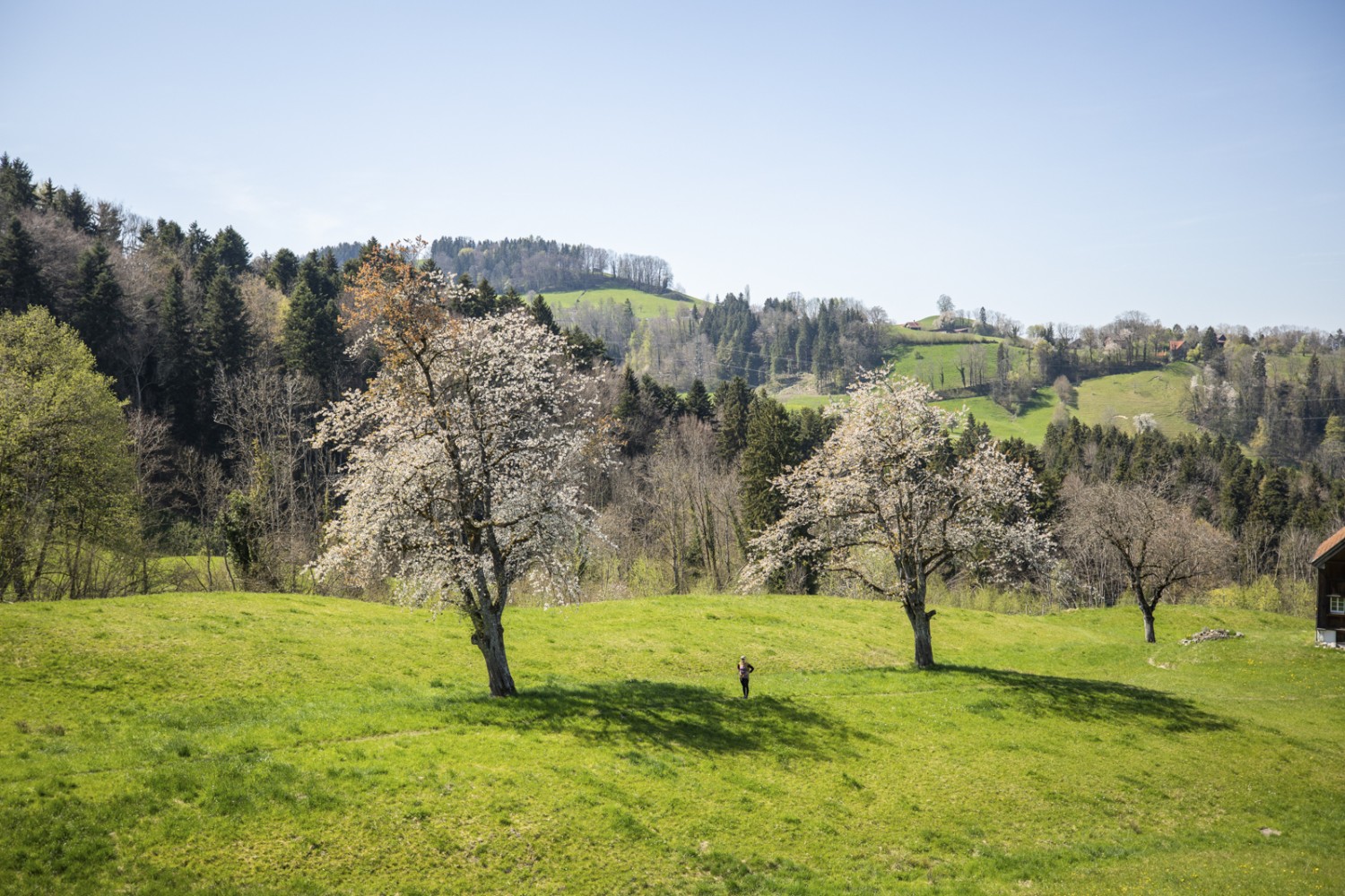 Pâturages verdoyants et arbres fruitiers en fleurs: le printemps est une saison merveilleuse. Photo: Wanderblondies