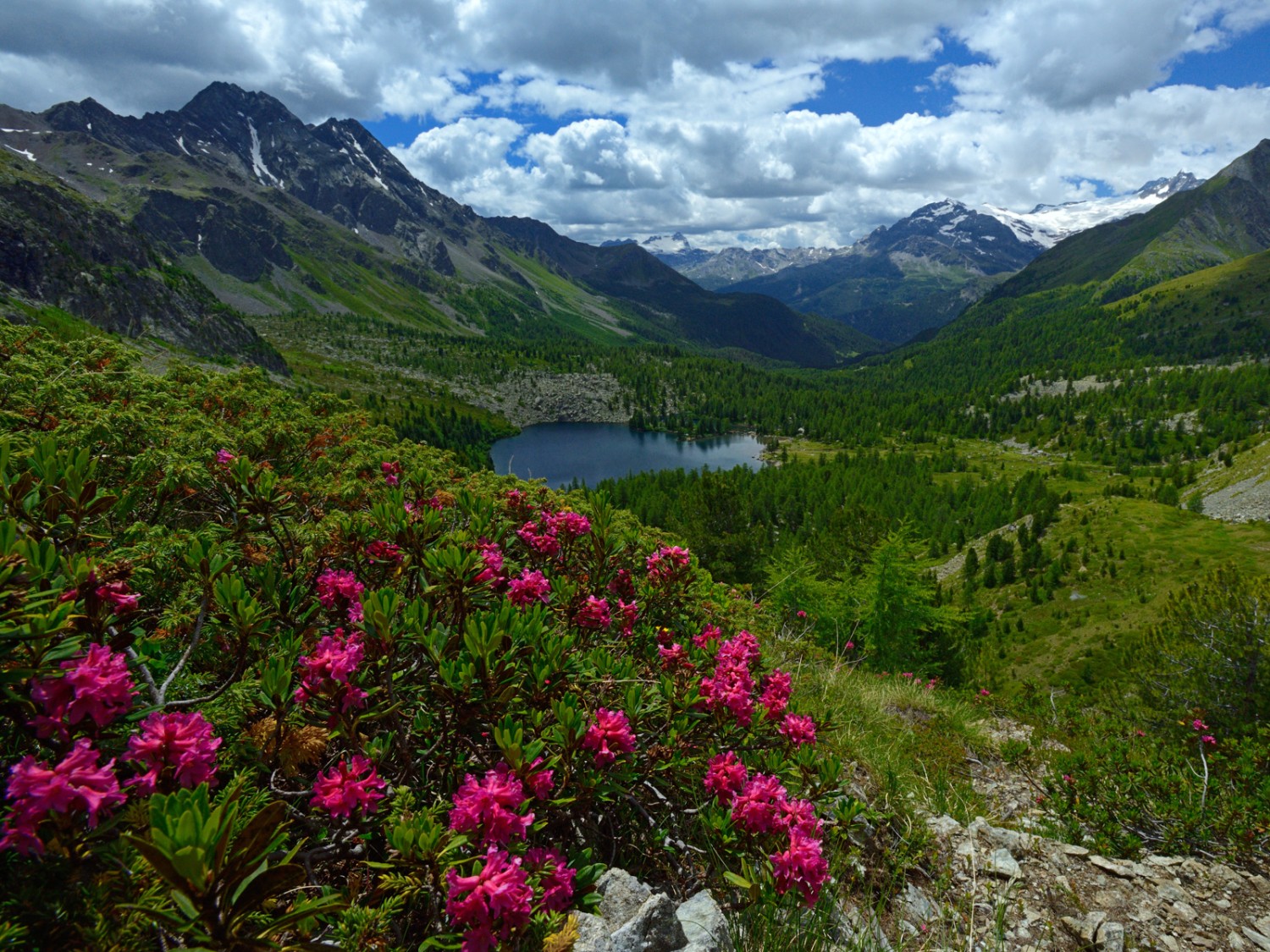 Tant de belles couleurs: vue enchanteresse sur le lac du Val Viola. Photo: natur-welten.ch