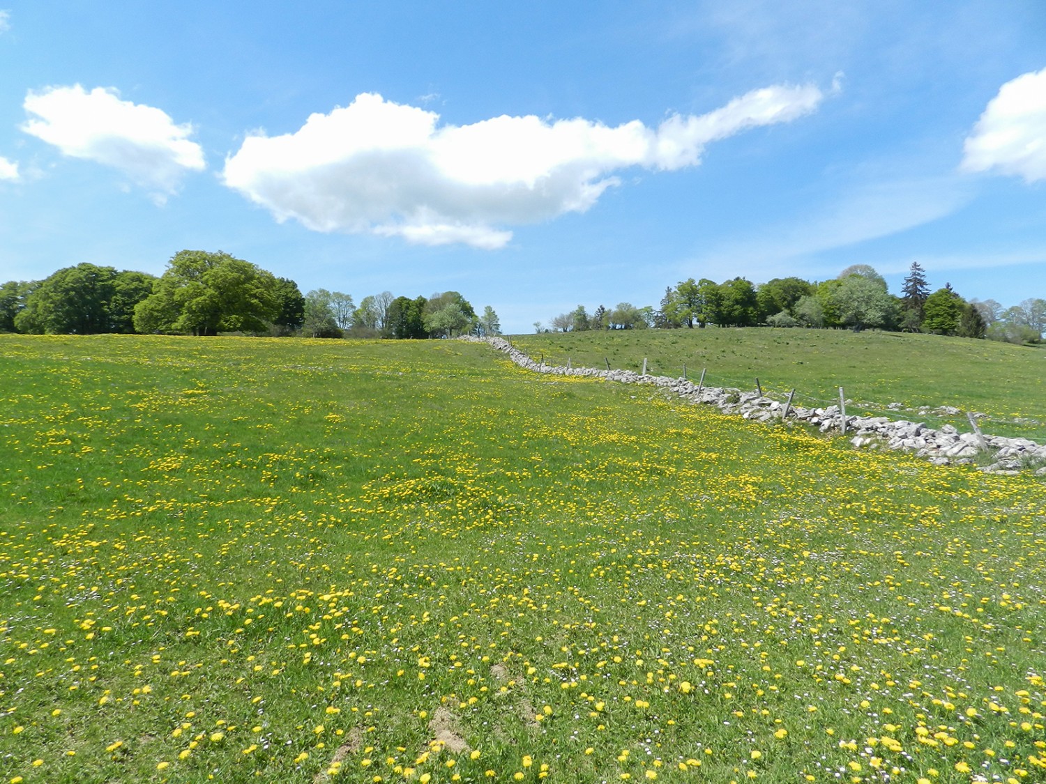 Entre La Tourne et la Grande Sagneule, les marcheurs évoluent dans un paysage typiquement neuchâtelois.