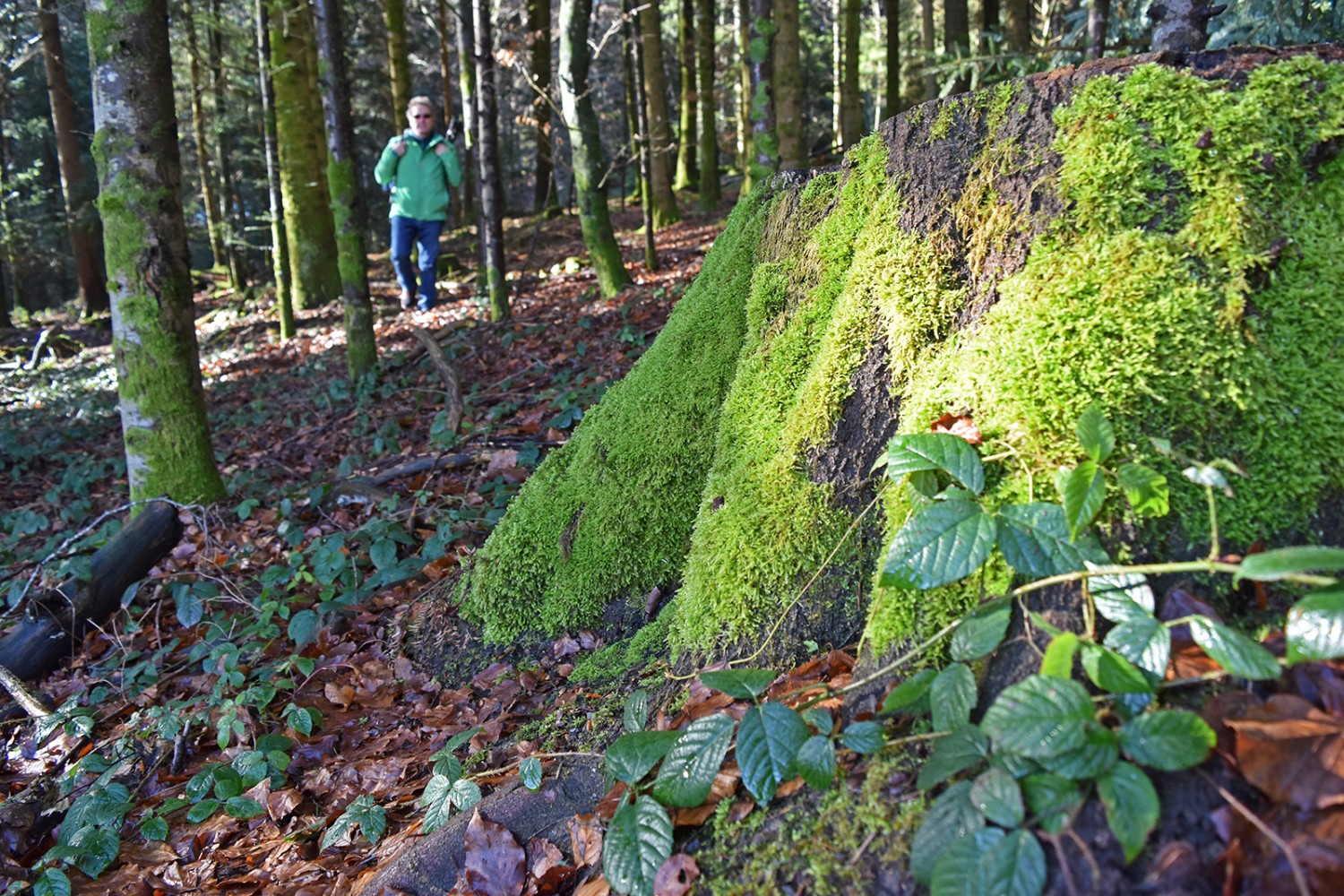 Le chemin serpente à travers des épicéas recouverts de mousse.