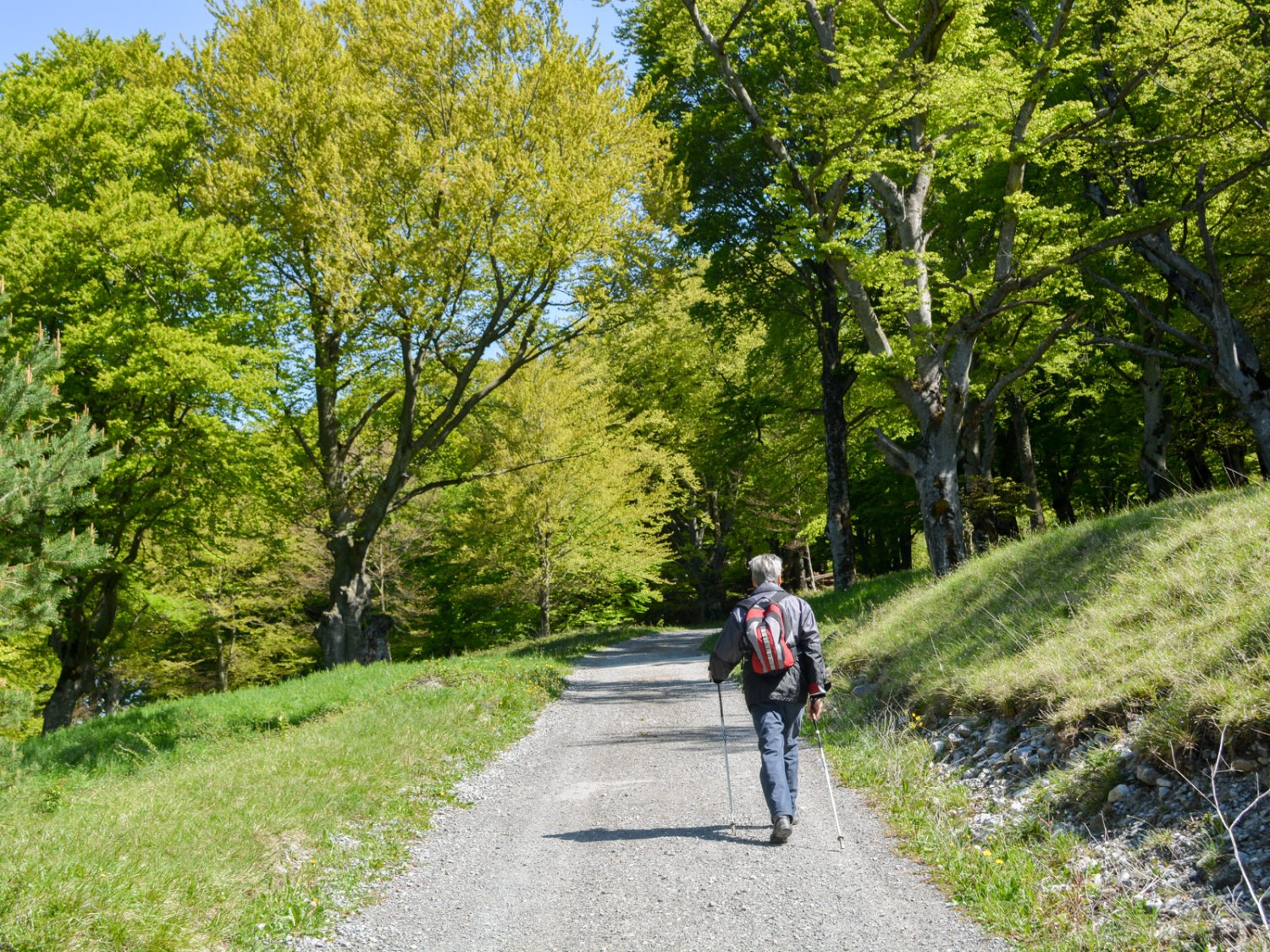 Une route de forêt mène à Wäldle, le point culminant de l’excursion. Photo: Werner Nef