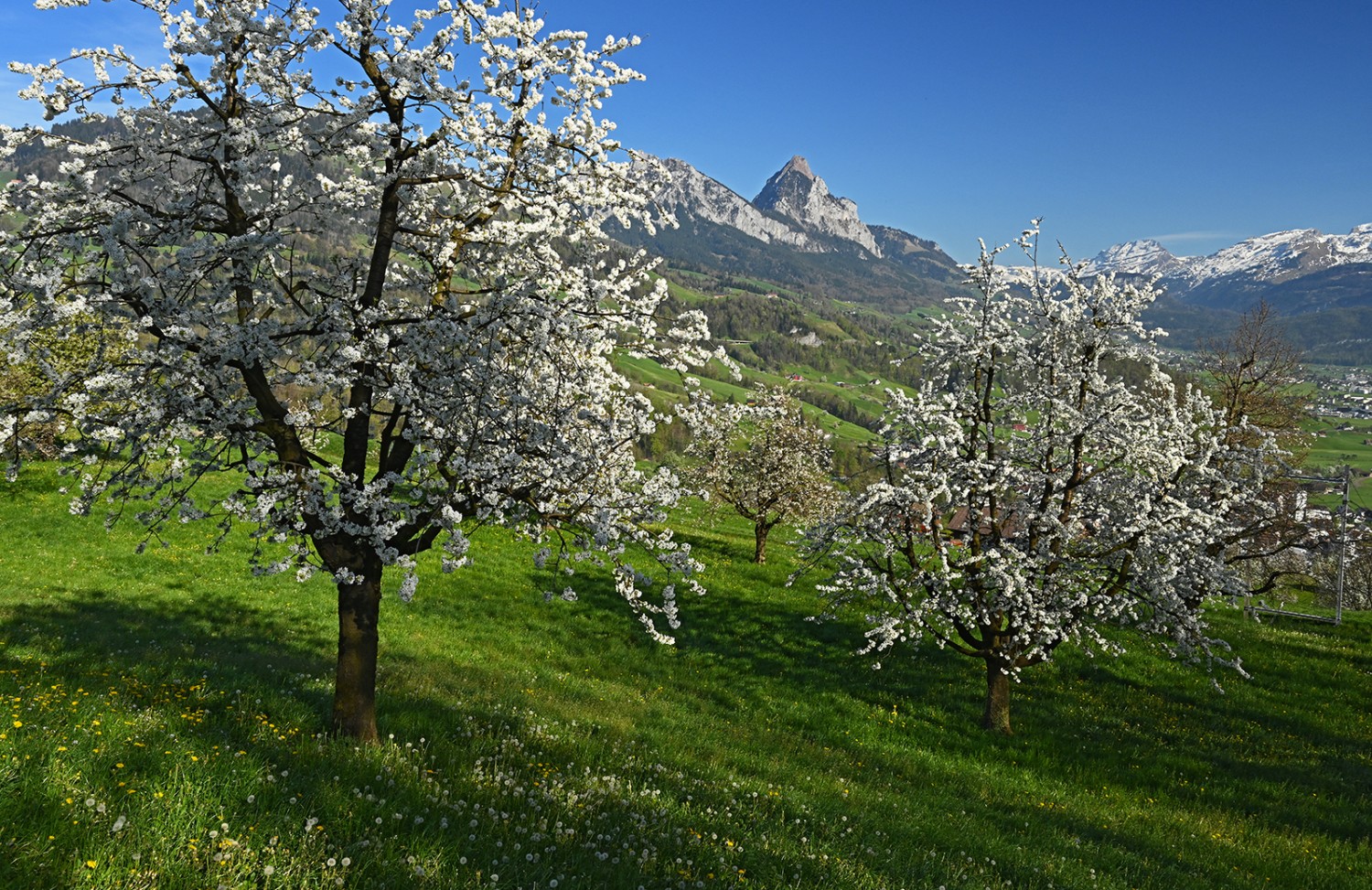 Lorsque les cerisiers se couvrent de fleurs blanches, les montagnes sont généralement sous la neige. Le Mythen, au-dessus de Schwyz, en est toutefois souvent dépourvu.