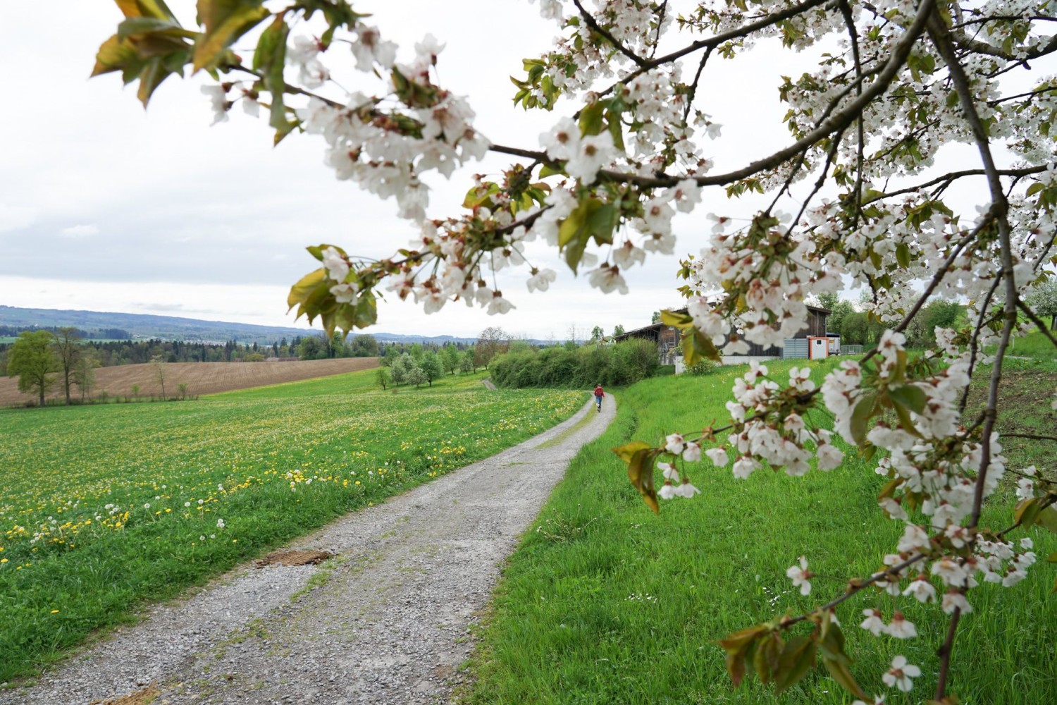 Cerisier en fleur, peu avant le monastère de Frauenthal