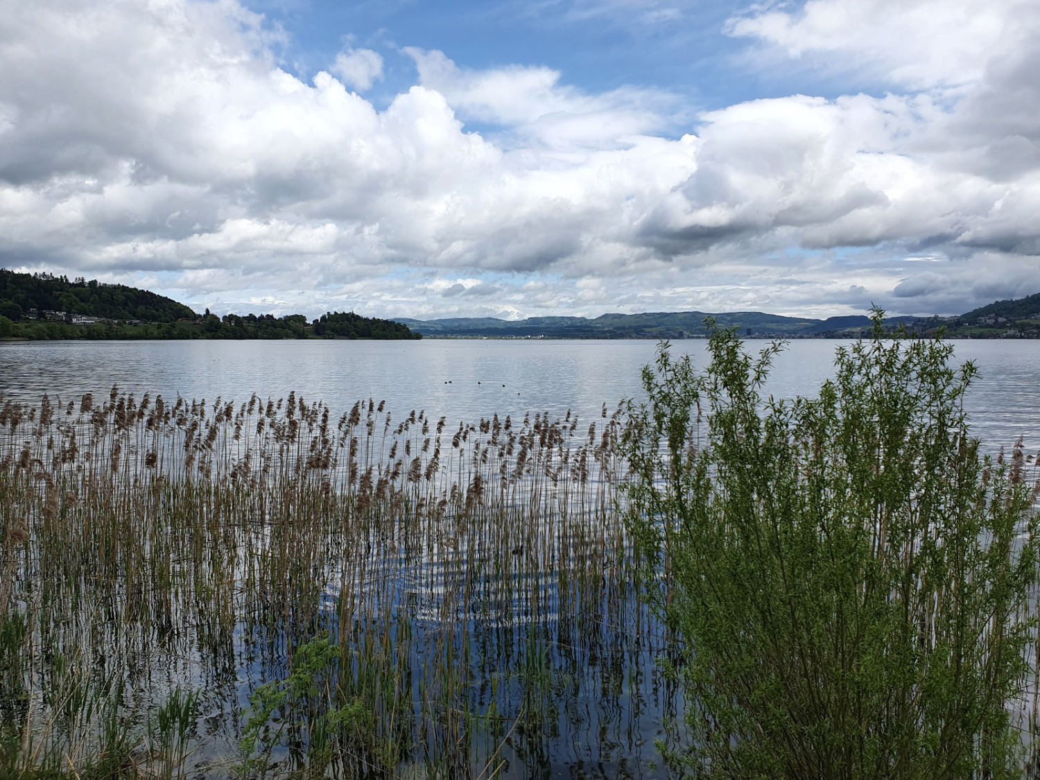Au bord du lac de Zoug, peu avant Itelfingen. Photo: Marina Bolzli