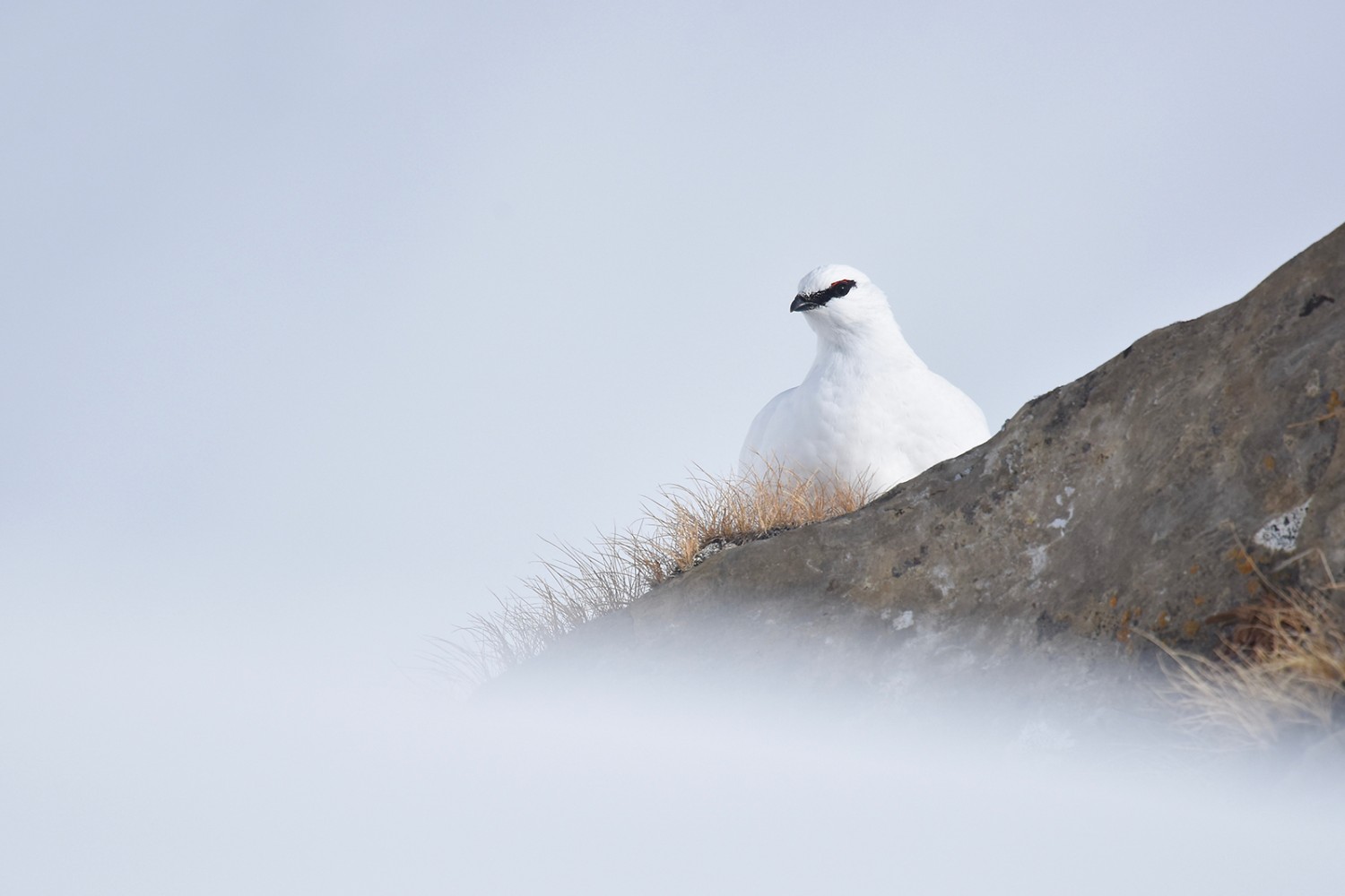 Un camouflage idéal: le lagopède alpin en hiver. Photo: Sébastien Tinguely