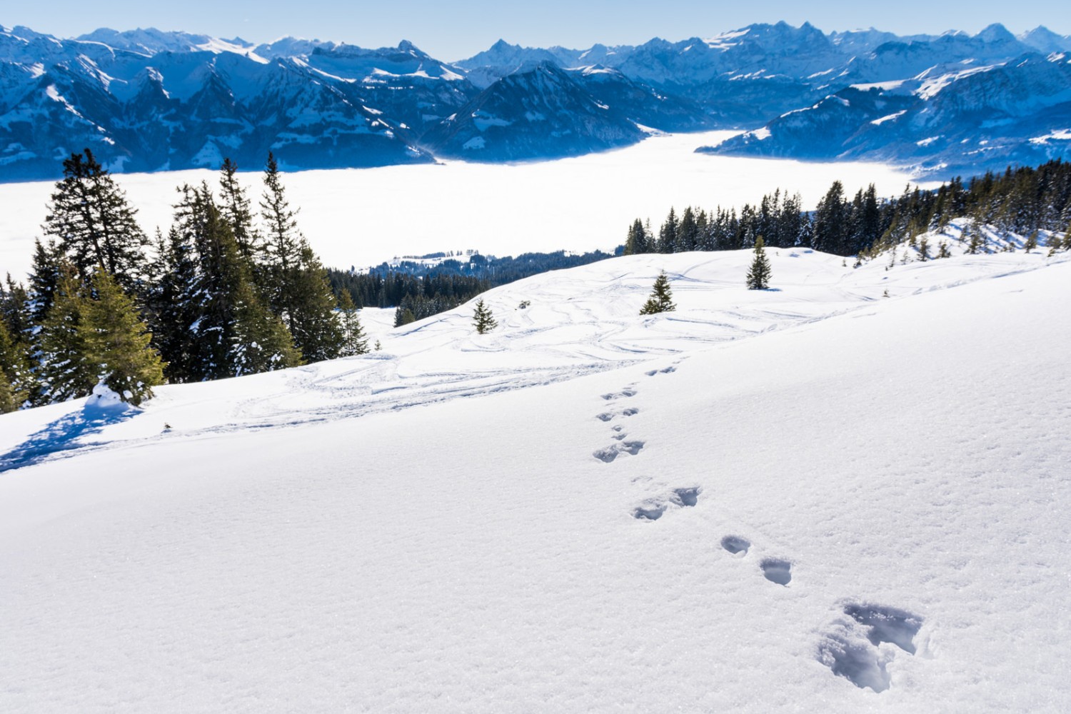 Il y a aussi des animaux en route. Photo: Franz Ulrich