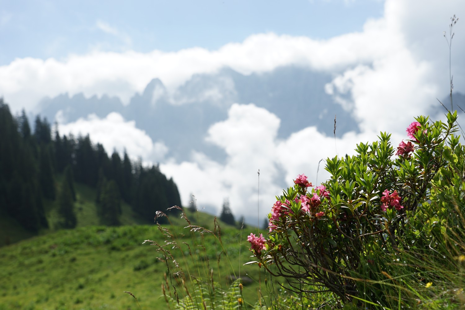Des roses des Alpes au bord du chemin, et le massif des Engelhörner en point de mire. Photo: Reto Wissmann