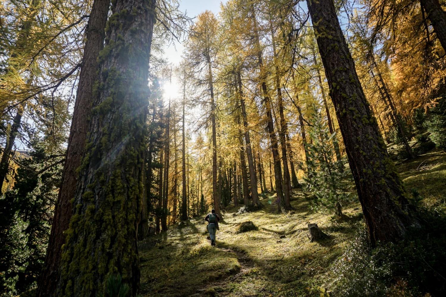 Forêt de mélèzes baignée de lumière. Photo: Simon Guldimann