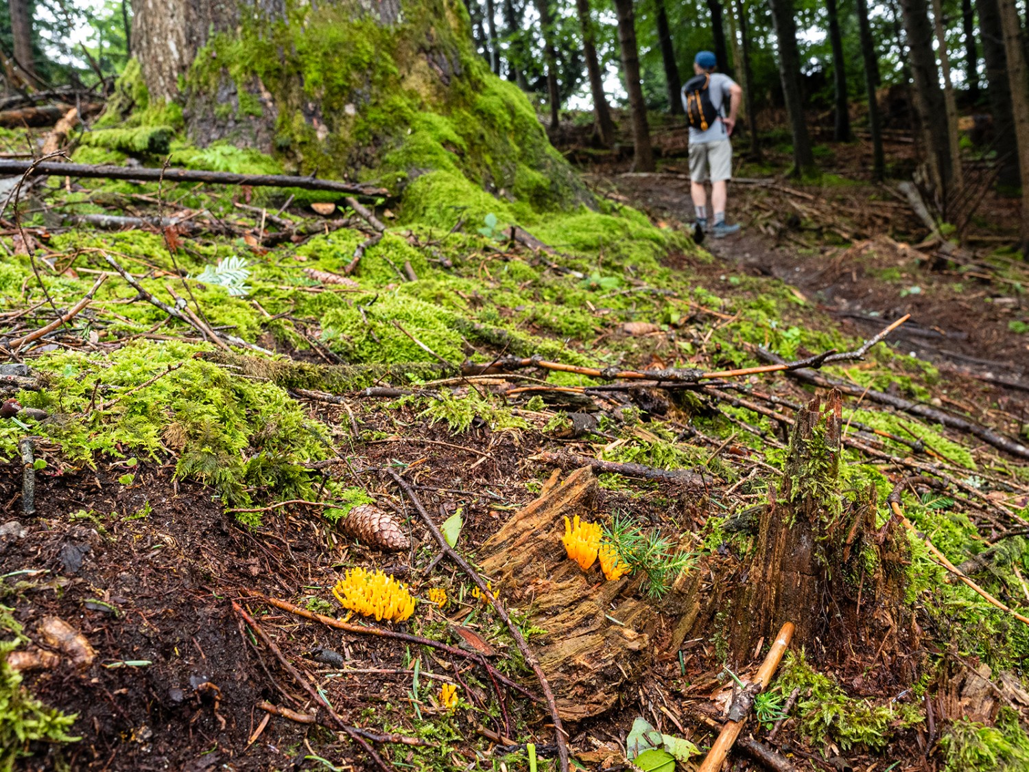 Des clavaires dorées, qui aiment les hêtres, décorent le sol de la forêt.