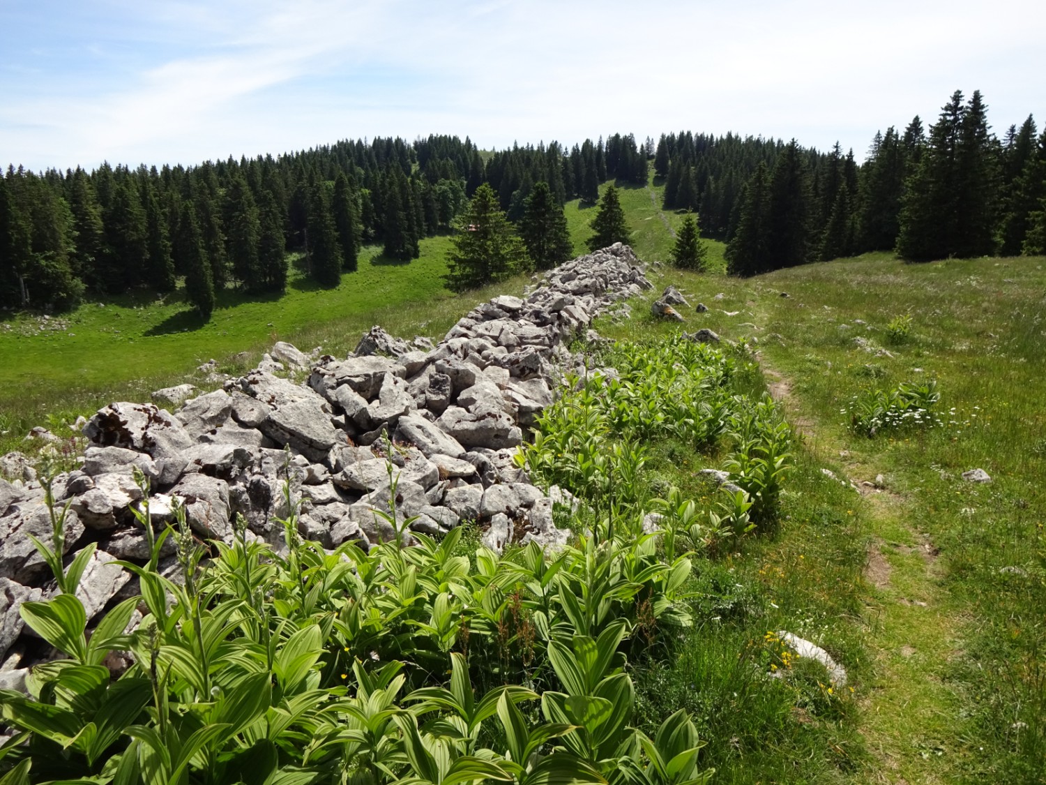 Le sentier qui conduit au Noirmont se faufile entre les pâturages et les rochers. Photo: Miroslaw Halaba